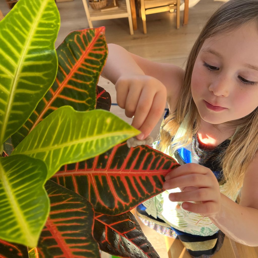 A student carefully cleans the large flat leaves of a thriving plant.