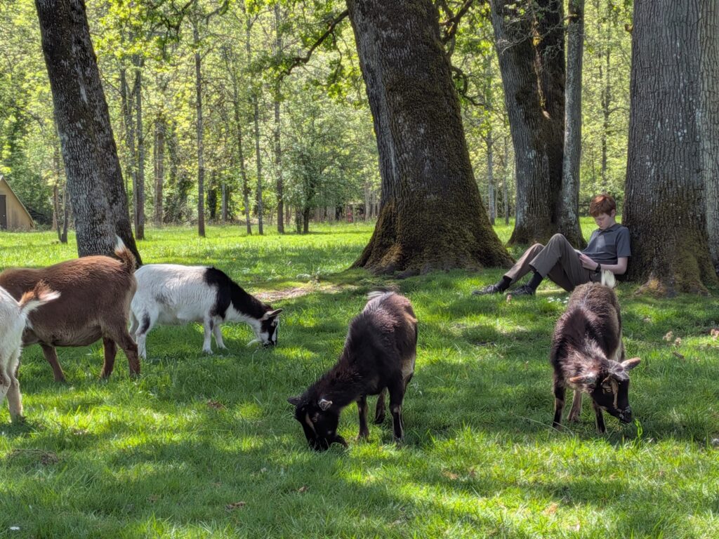 A student sits against an oak trunk reading as several goats graze across the dappled green pasture.