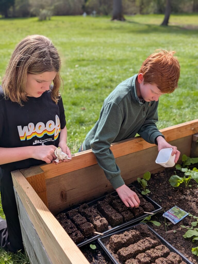 Two students press seeds into soil trays atop a wooden raised garden bed in a sunny field.
